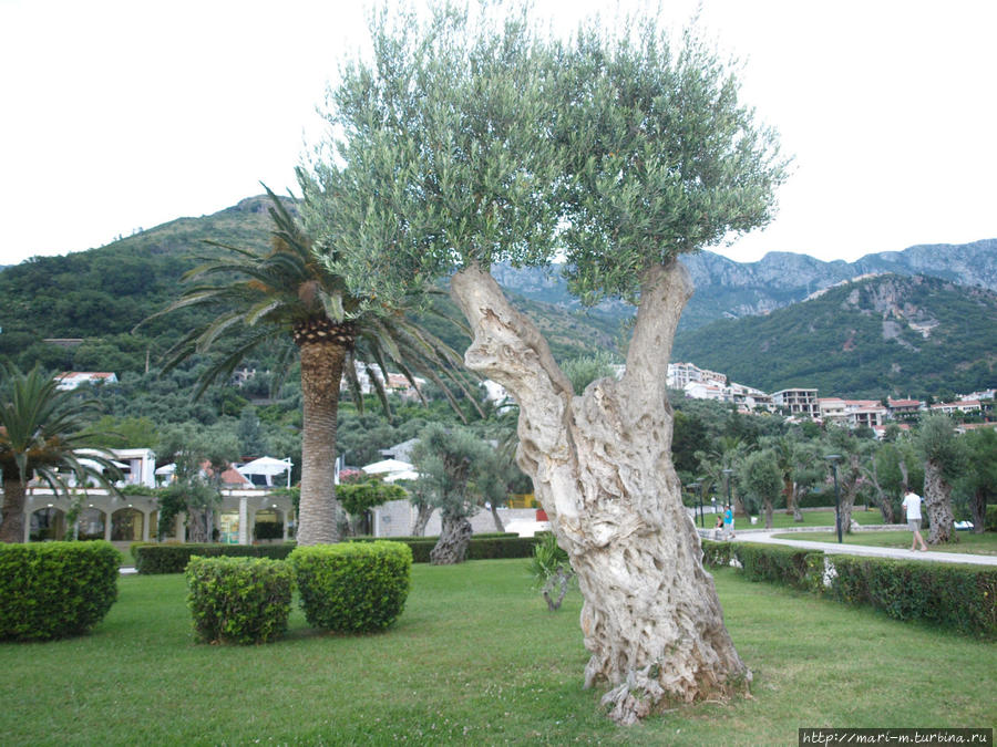 Ухоженно-прилизанный парк с оливковыми деревьями Будва, Черногория