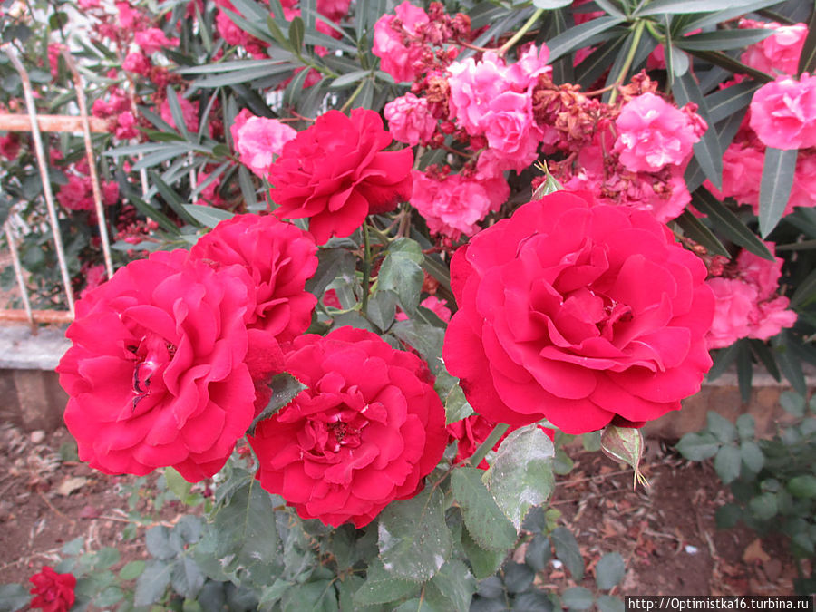 Цветущий Дидим Дидим, Турция