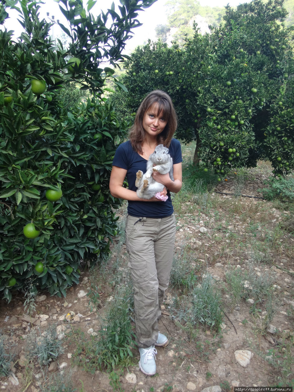 По дороге на начало ликийской тропы,мы встретили в одном из садов встретили кроликов,они совсем нас не боялись Турция