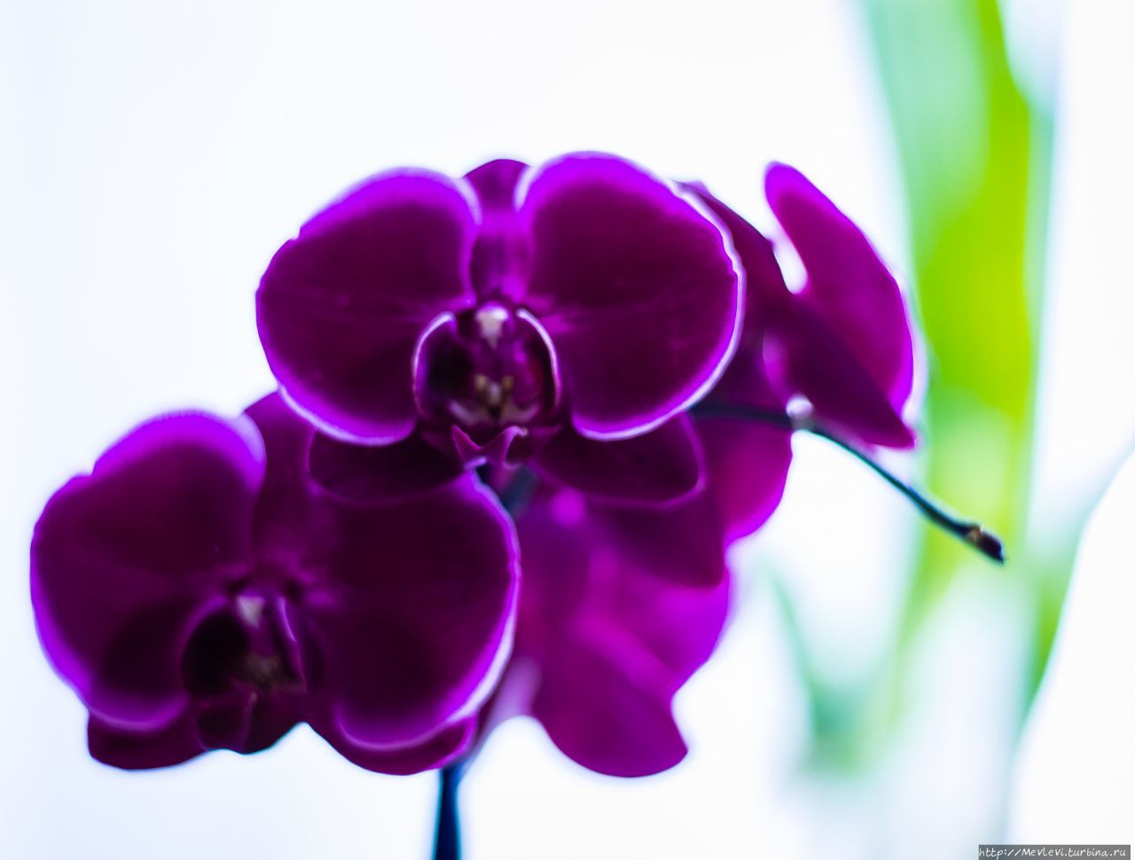 В Музее природы — выставка орхидей Рига, Латвия