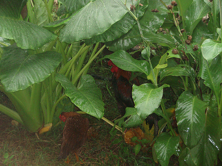 Занзибар. После дождя Занзибар, Танзания