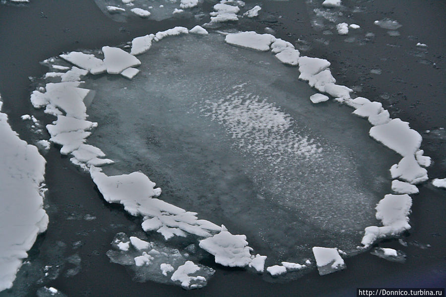 коралловый атолл или одноклеточная амеба?...