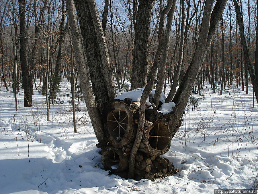 То ли гнездо на земле, то ли норка на дереве Штыково, Россия