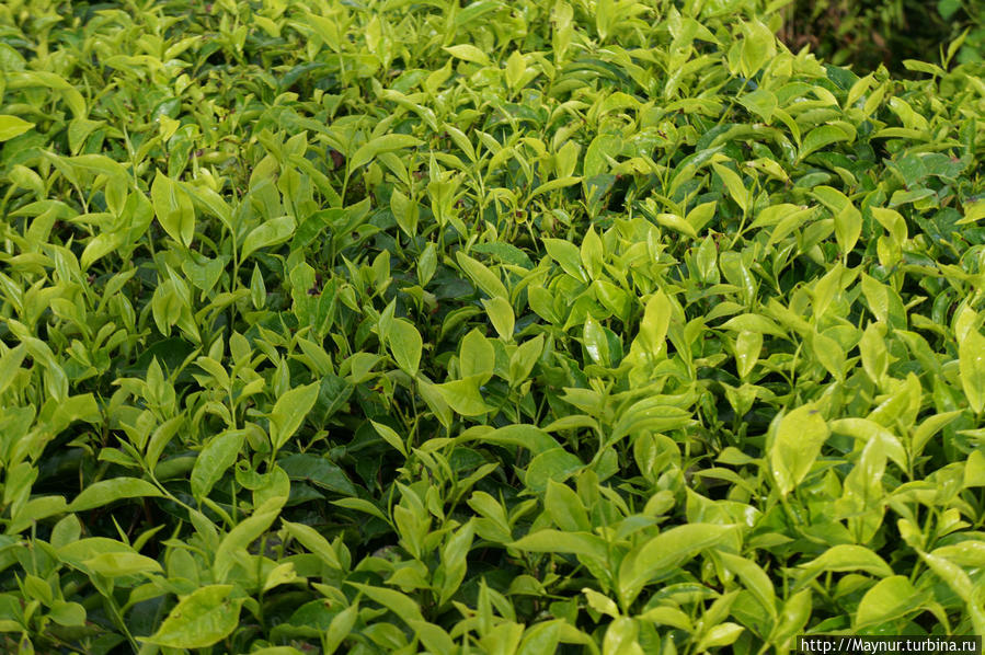 Чай.  Только   верхние   листики  пригодны  для   изготовления   хороших   сортов  чая. Букиттинги, Индонезия