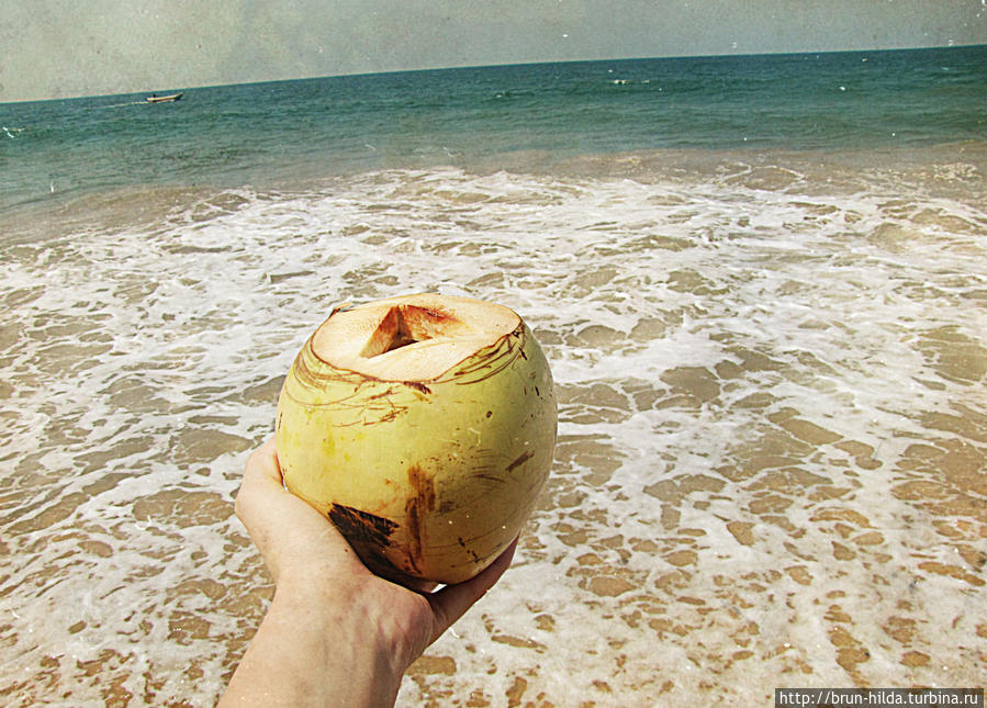 и кокосов Шри-Ланка