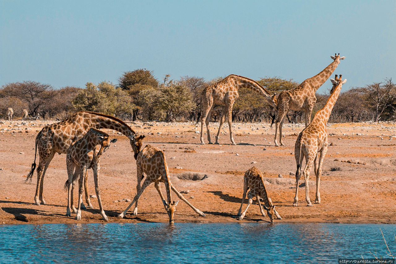 Этоша: Страна миражей Этоша Национальный Парк, Намибия