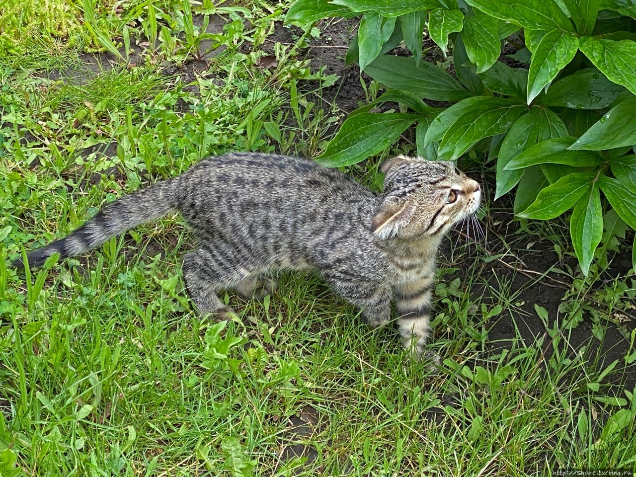 8 августа — Всемирный день кошек (World Cat Day) Рогань, Украина