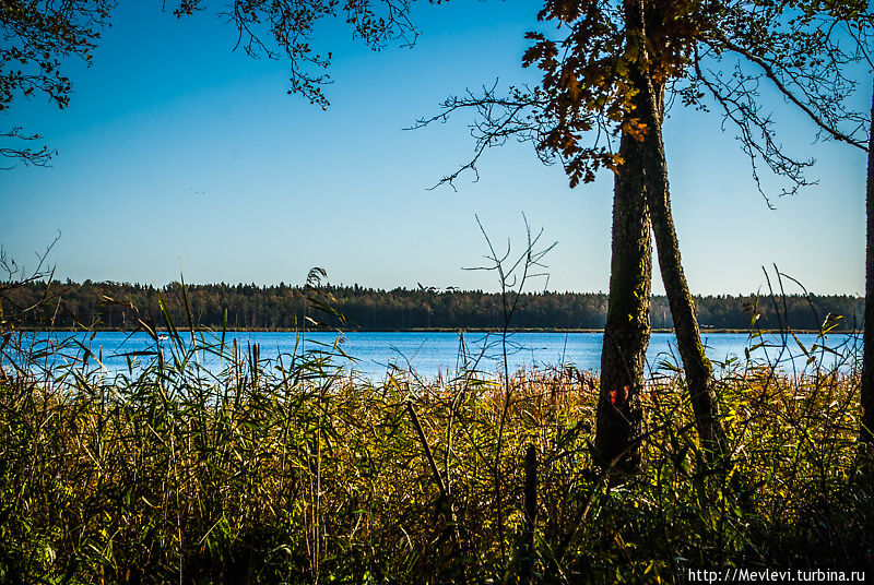 Озеро Слокас.  Наблюдая за лебедями Кемери, Латвия