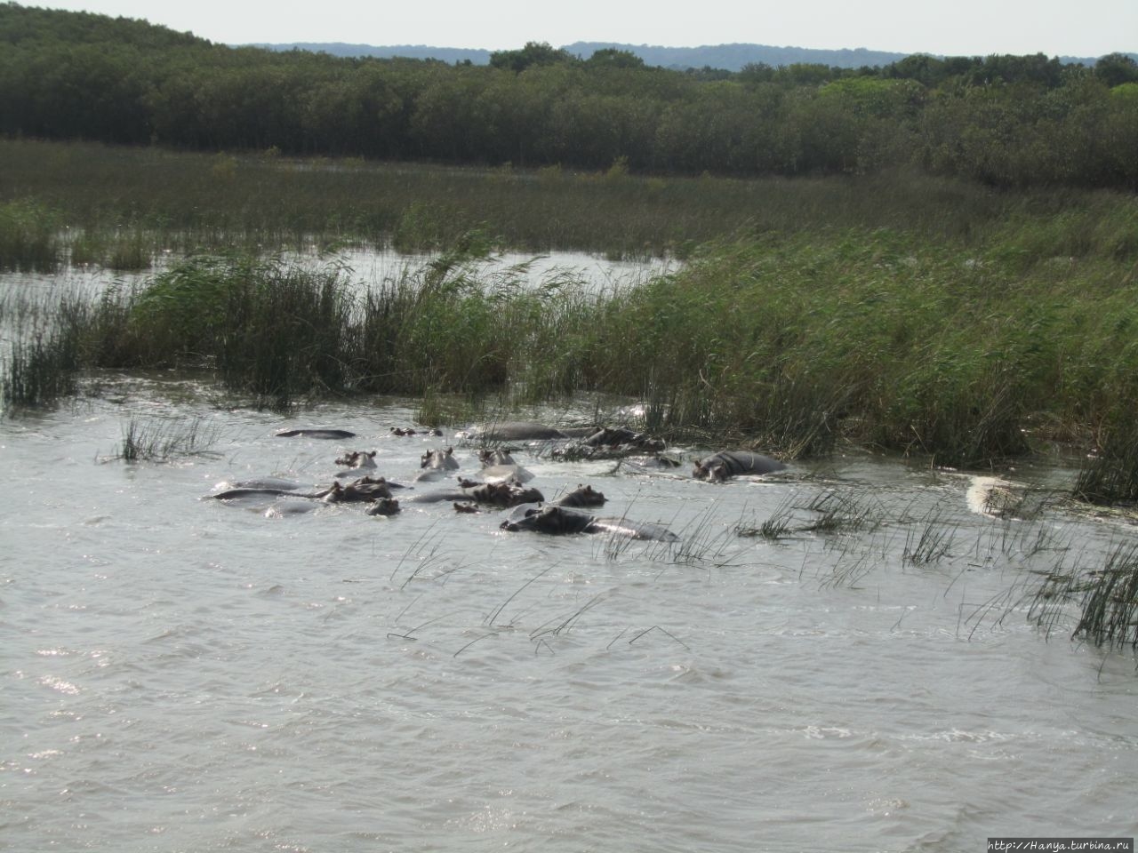 Водно-болотный резерват Санта-Лусия Болота Исимангалисо Национальный парк, ЮАР Водно-болотный резерват Санта-Лусия Болота Исимангалисо Национальный парк, ЮАР
