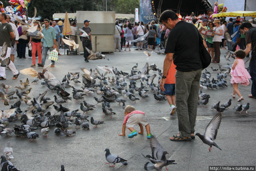 Умиляет малыш,который гонял голубей! Барселона, Испания