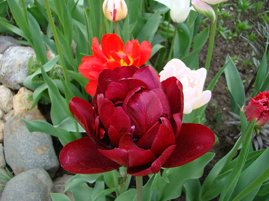 Девочки! Весна! Москва, Россия