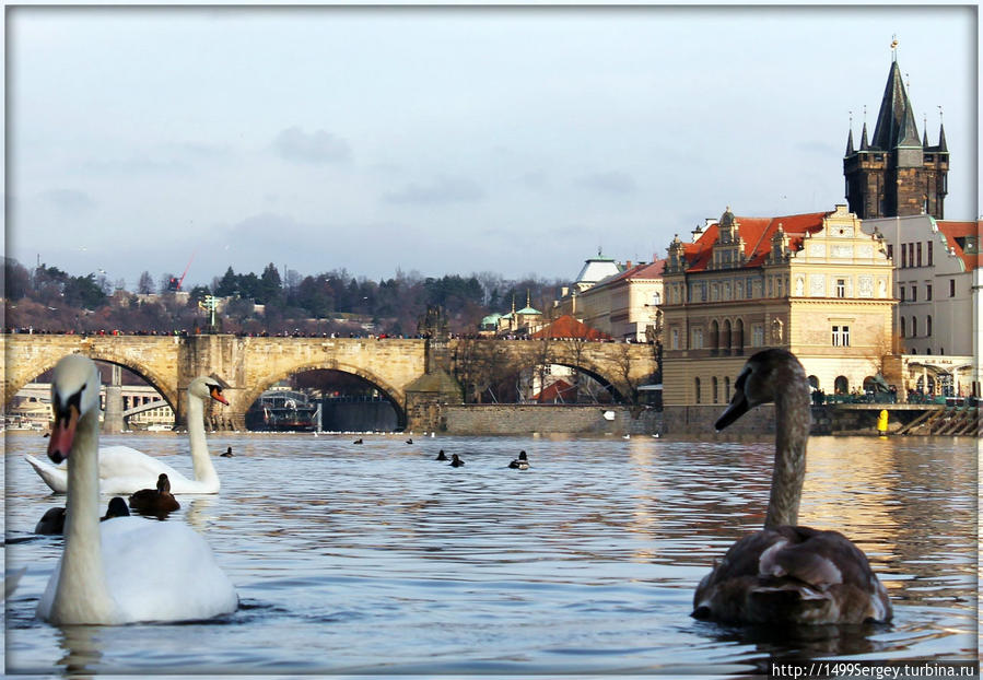 Пражские лебеди Прага, Чехия
