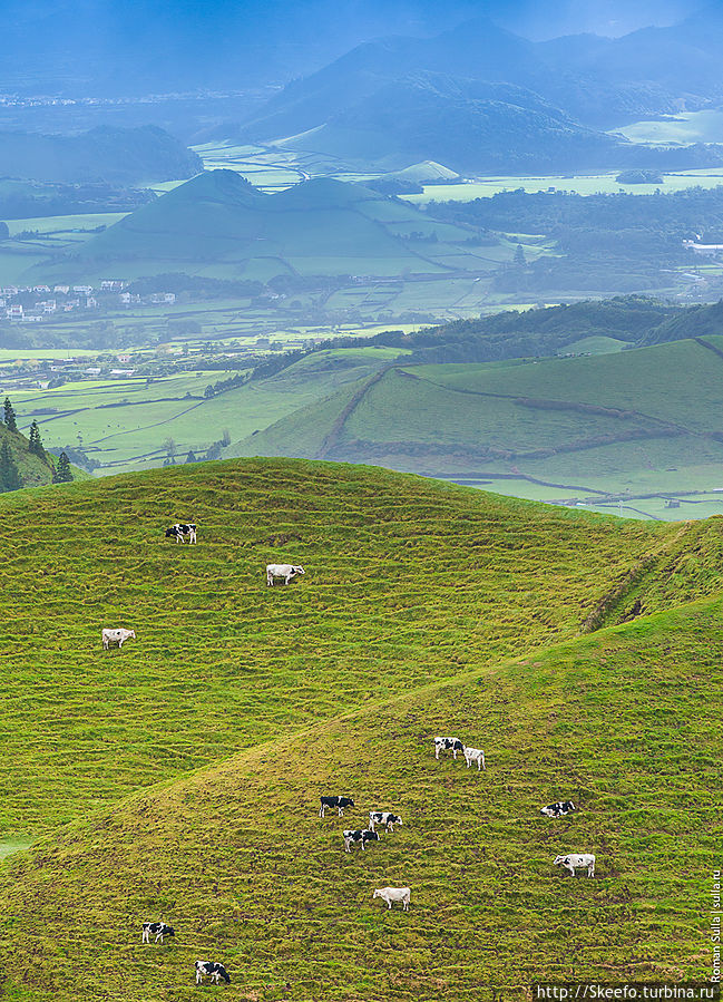 Удивительно красивые пейзажи. Холмы — это мелкие вулканы. Мы предположили, в шутку, что коровы на Азорских островах специальной модификации — с одной стороны у них ноги короче, что позволяет им с удобством пастись на склонах. Кстати, интересный факт, благодаря тому, что среднегодовая температура на островах около 21-22 градусов — здесь нет такого понятия как 