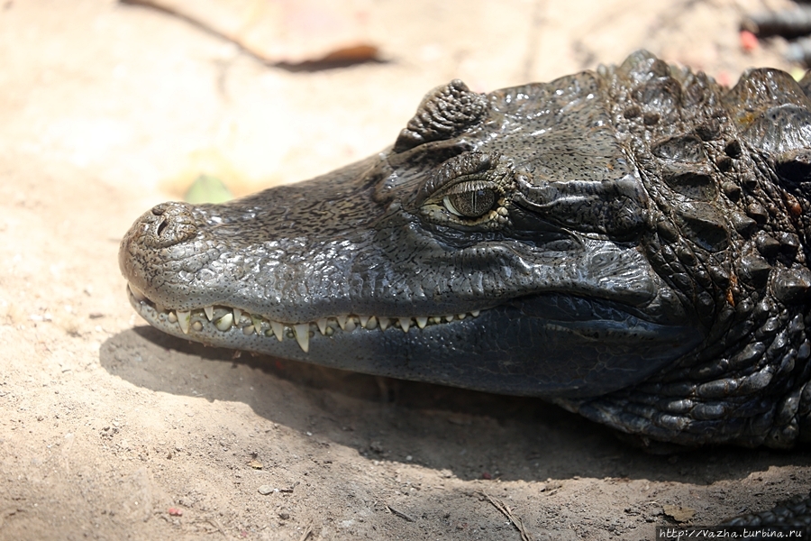 Зоопарк Лимы Лима, Перу