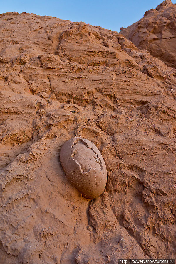 Загадочное яйцо Южно-Гобийский аймак, Монголия