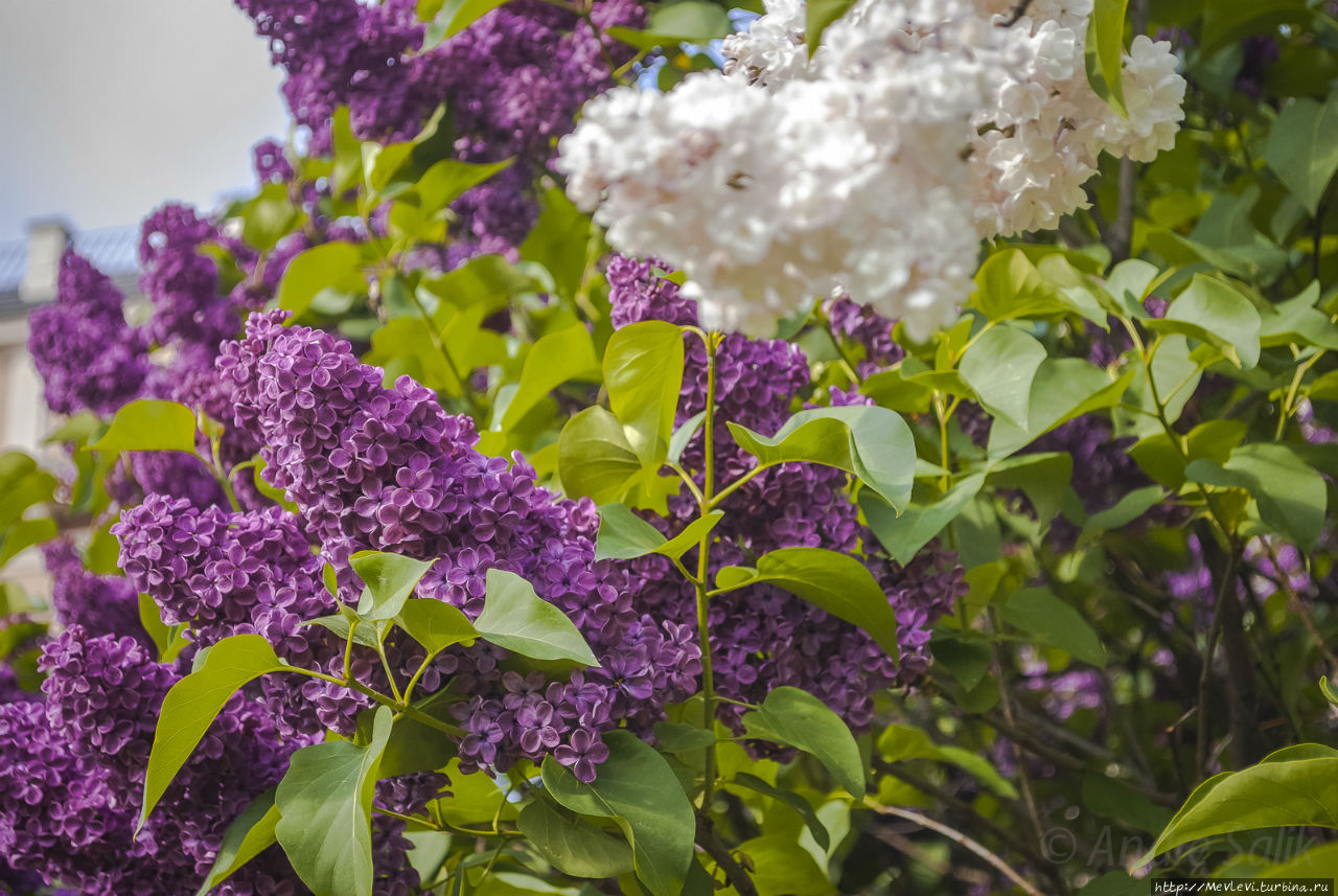 В воскресенье у Оперного Рига, Латвия