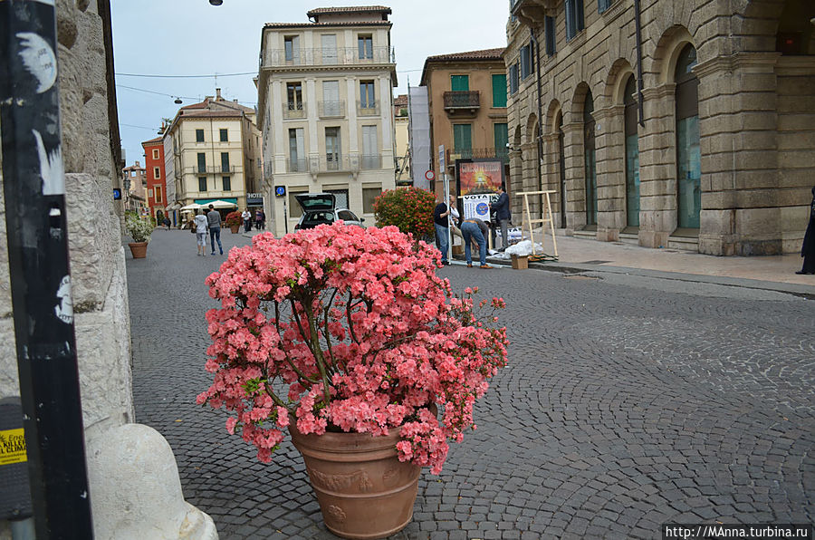 ДА, это живой вазон...такими украшена вся историческая часть Вероны Верона, Италия