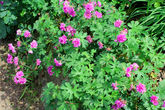 Это тоже герань, но уже гималайская. Очень популярна у наших садоводов и весьма заслуженно. Сорт Махровая.