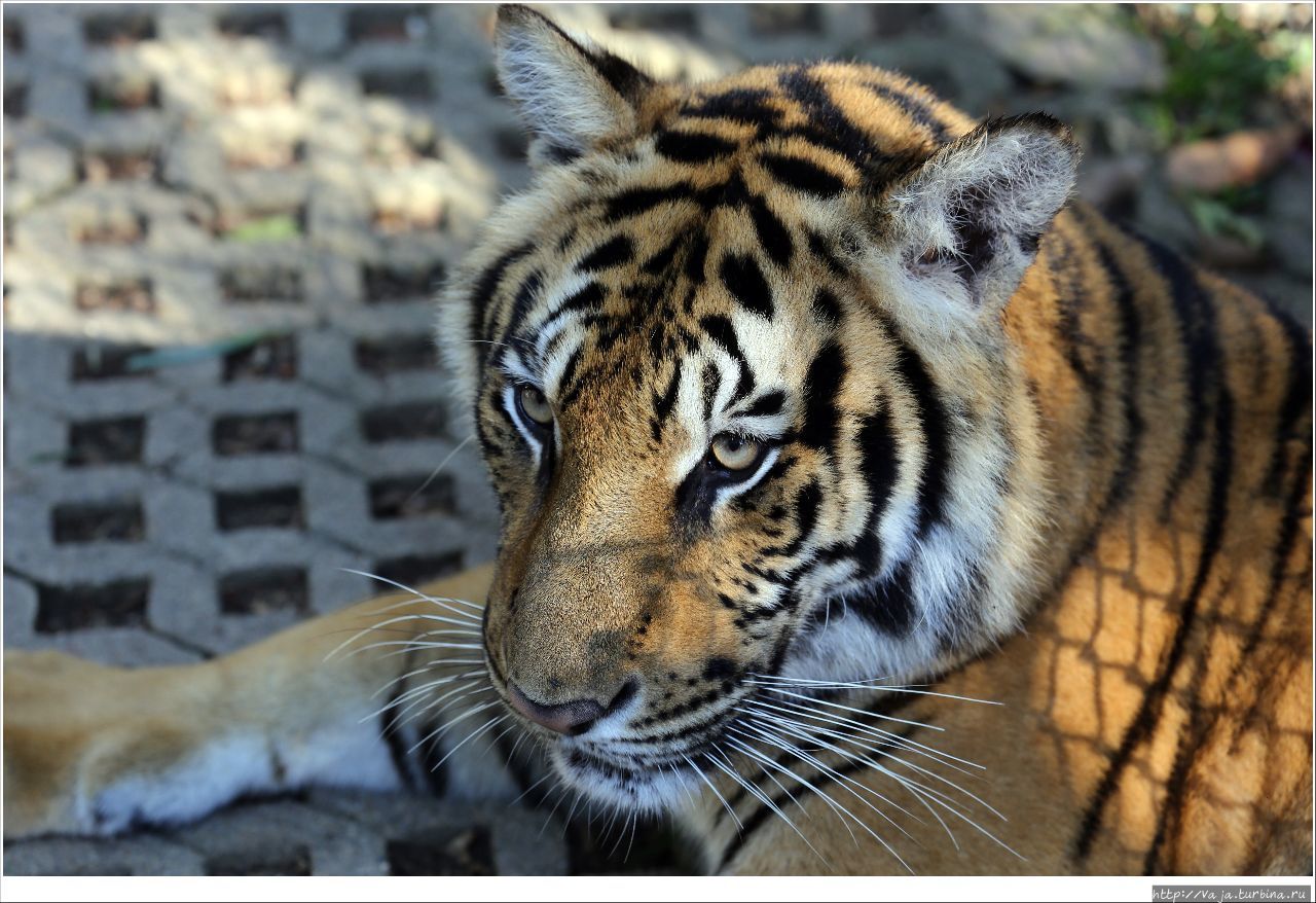 Королевство тигров Чиангмай, Таиланд