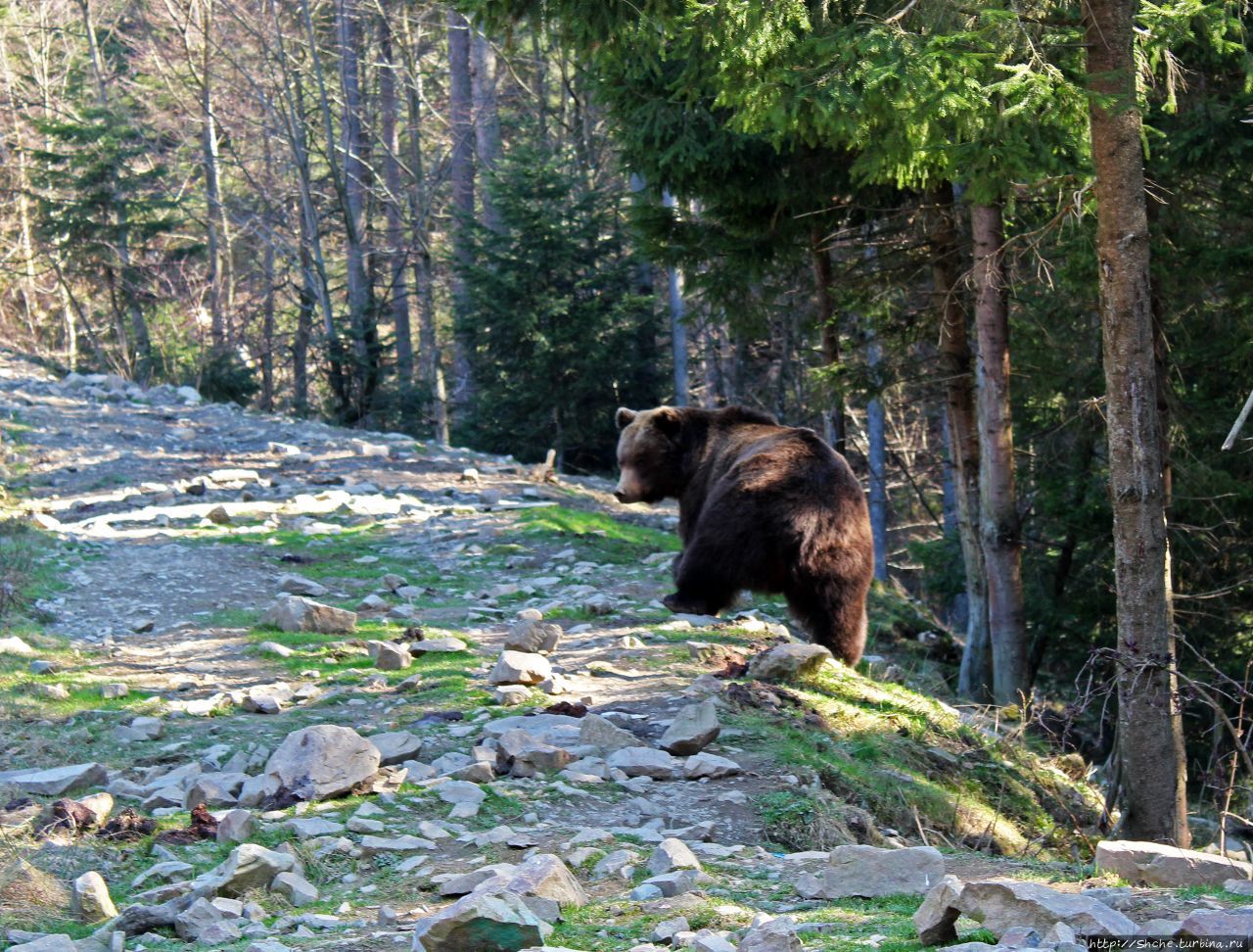Центр реабилитации бурых медведей Синевир Национальный Парк, Украина