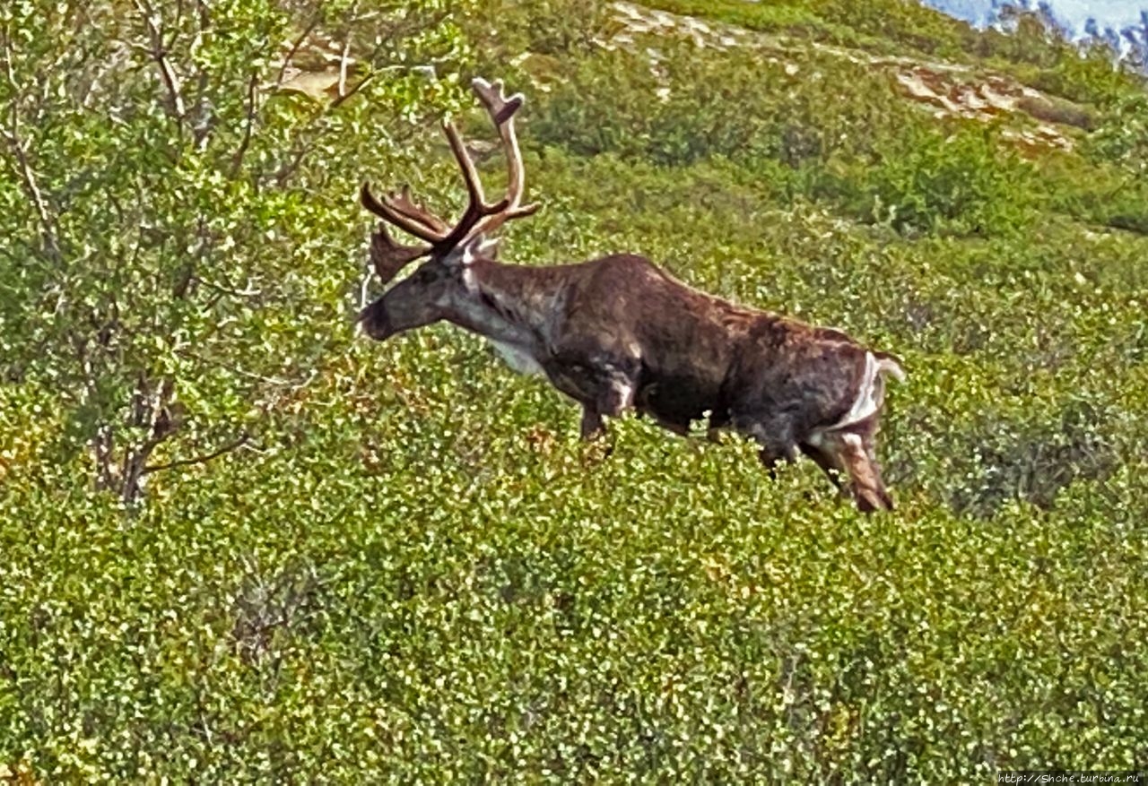 Животный мир Аляски. Карибу, или просто северный олень Национальный парк Денали, CША