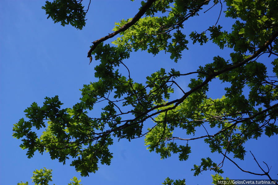 Поход на бучинку