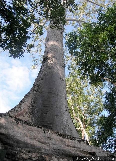 Самое гладкое дерево Та Прома Провинция Сиемреап, Камбоджа