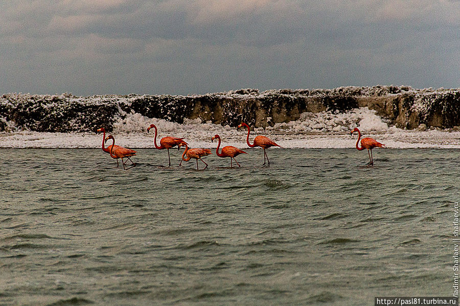 В поисках розового фламинго Штат Юкатан, Мексика