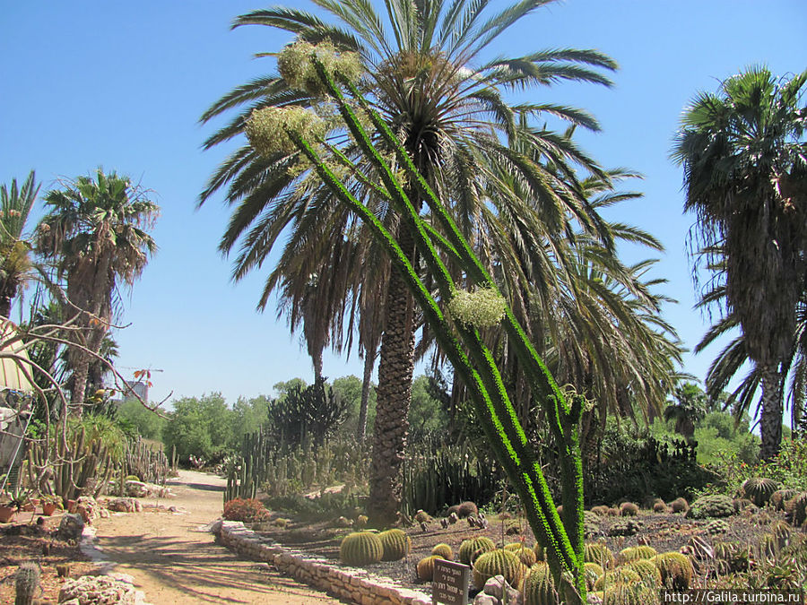 В царстве кактусов Тель-Авив, Израиль
