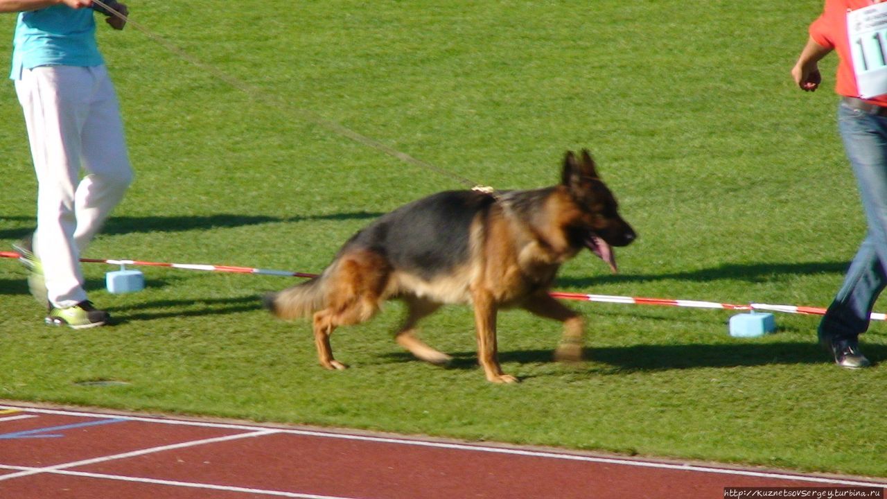 Зигер в Ульме Ульм, Германия