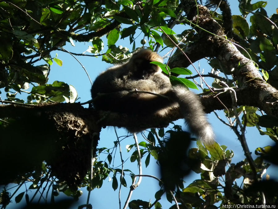 Лемуры — доказательство, что ты был на Мадагаскаре Ранумафана Национальный Парк, Мадагаскар
