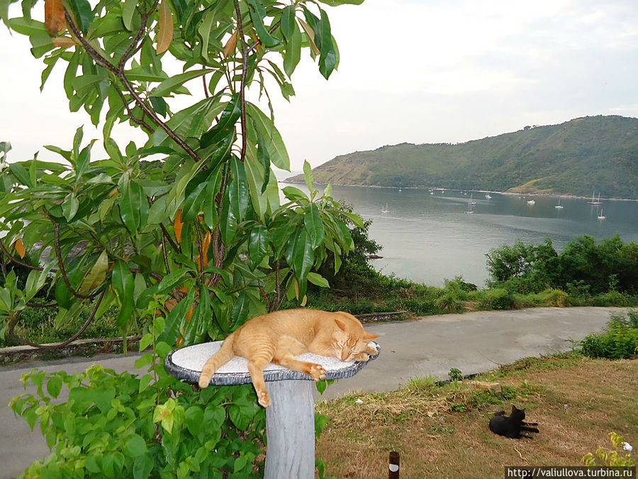 Везёт же некоторым котам)