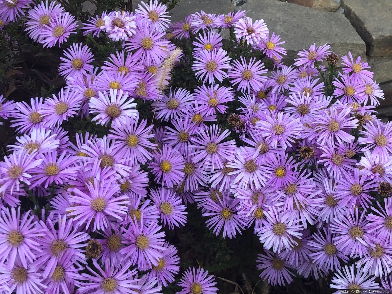 Вот оно какое «бабье лето» Рогань, Украина