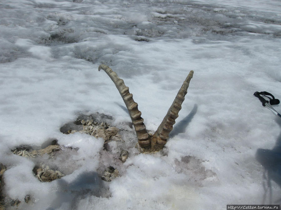 Смерть на леднике Тыва, Россия