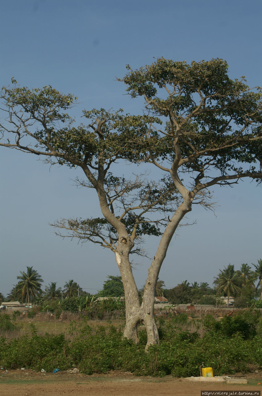 Нджоле Ndjole, Габон