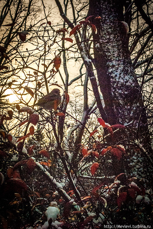 Зимний парк Кронвальда. Рига Рига, Латвия