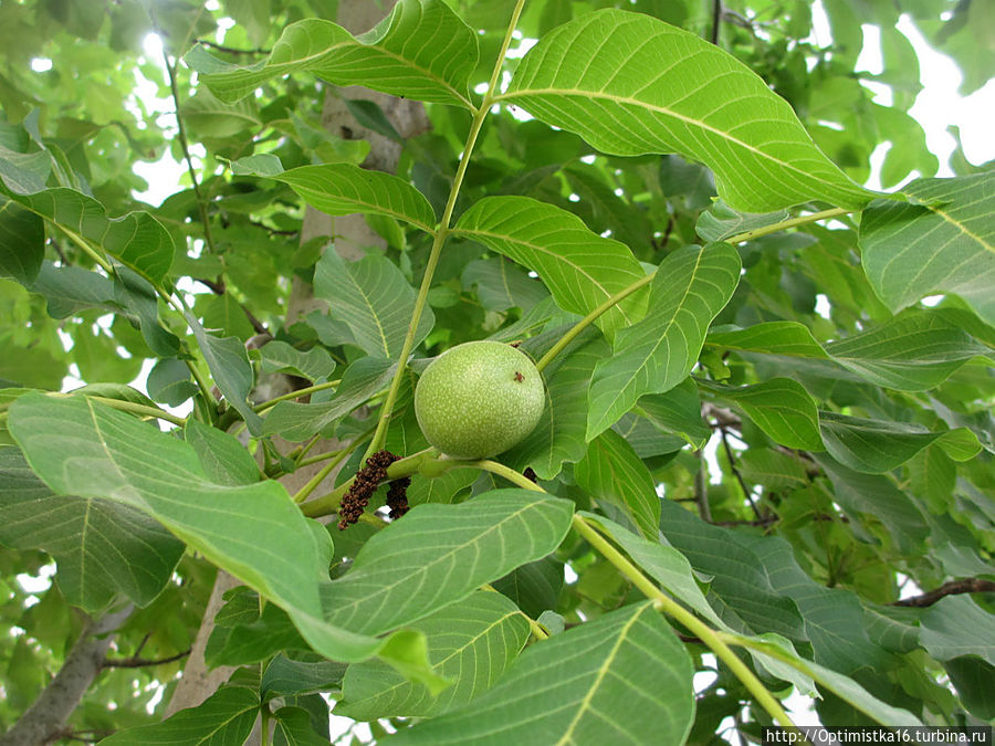 Цветущий Дидим Дидим, Турция