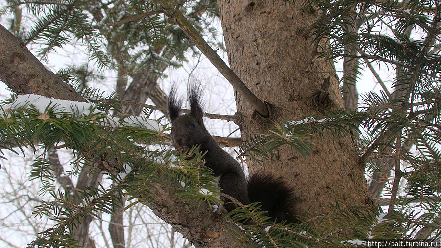 Эти милые создания живут около детской больницы в пригороде Владивостока. На деревьях перед окнами повесили кормушки. Белочки ежедневно радуют больных ребятишек Владивосток, Россия