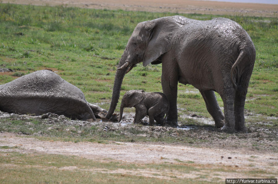 В Амбосели самая большая популяция слонов Кения