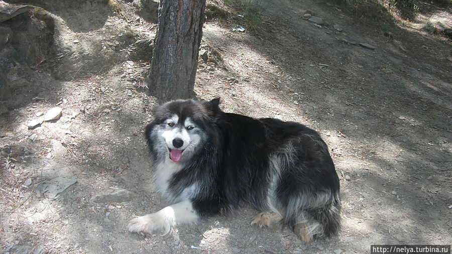Достопримечательность парка, живёт там уже три года