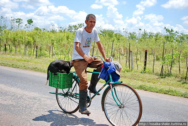 Велосипед – друг собаки) Пласетос, Куба