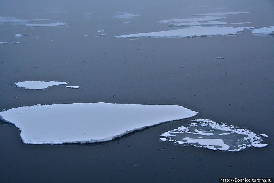 брошенная в море пустая бутылка со стеклянной крышкой в форме жука, в которую заключен огромный медведь...