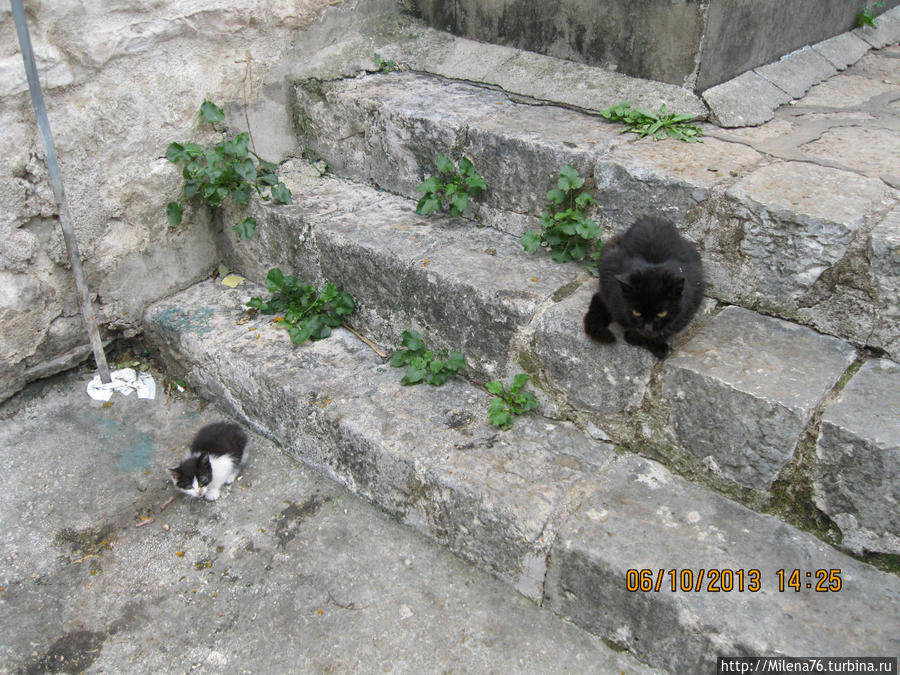 Черногория славится худыми голодными кошками Котор, Черногория