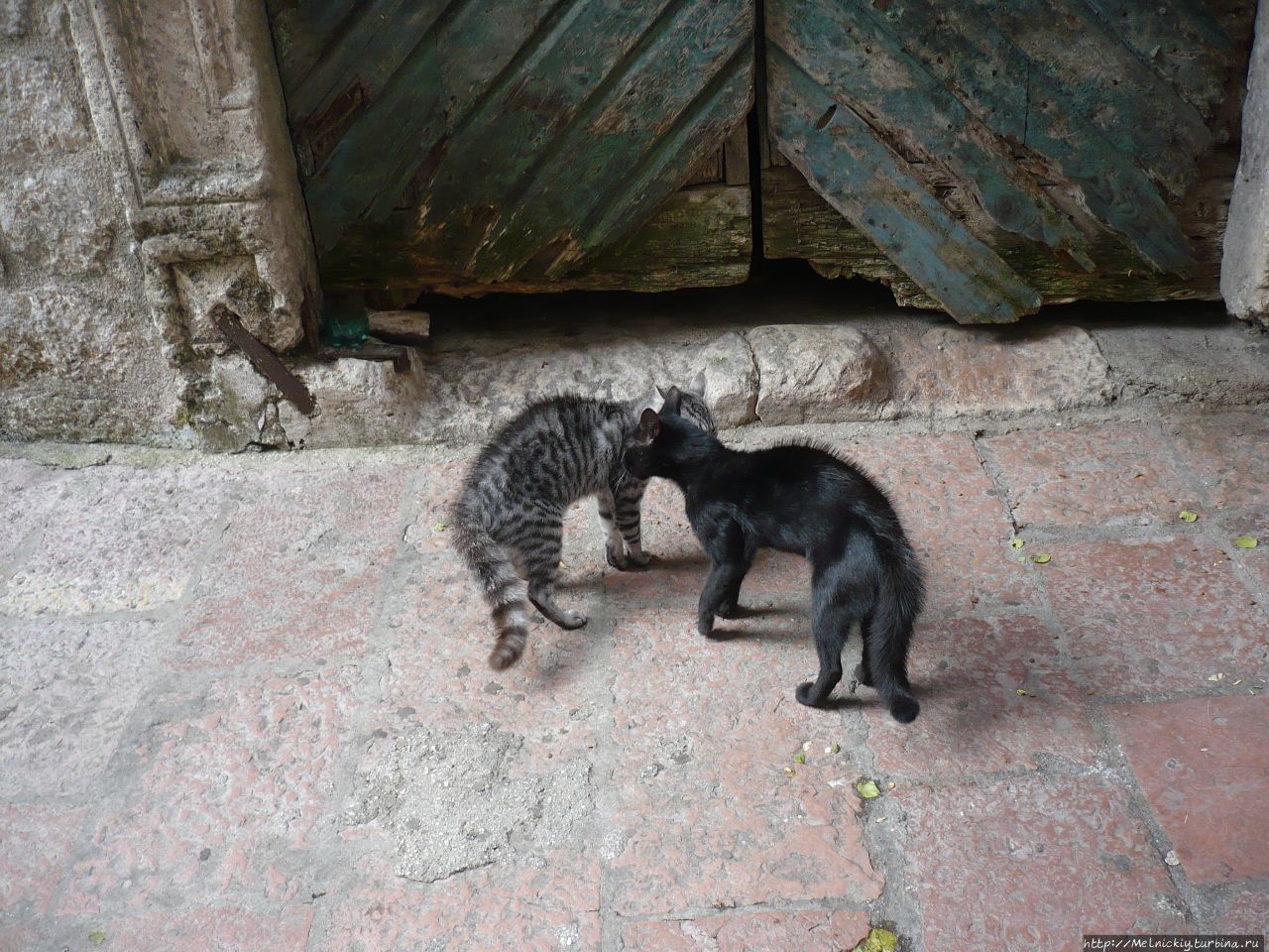 Музей кошек Котор, Черногория