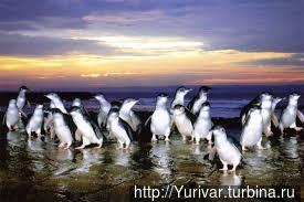 Голубые пингвины Тасмании. Из интернета Штат Тасмания, Австралия