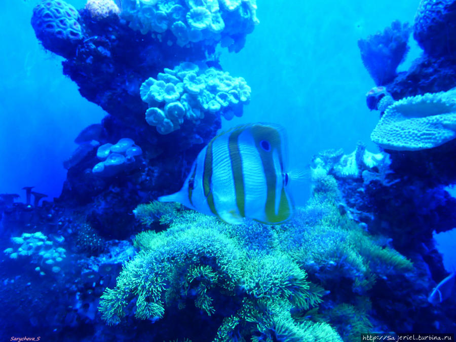 PALMA AQUARIUM — океанариум на Майорке Остров Майорка, Испания