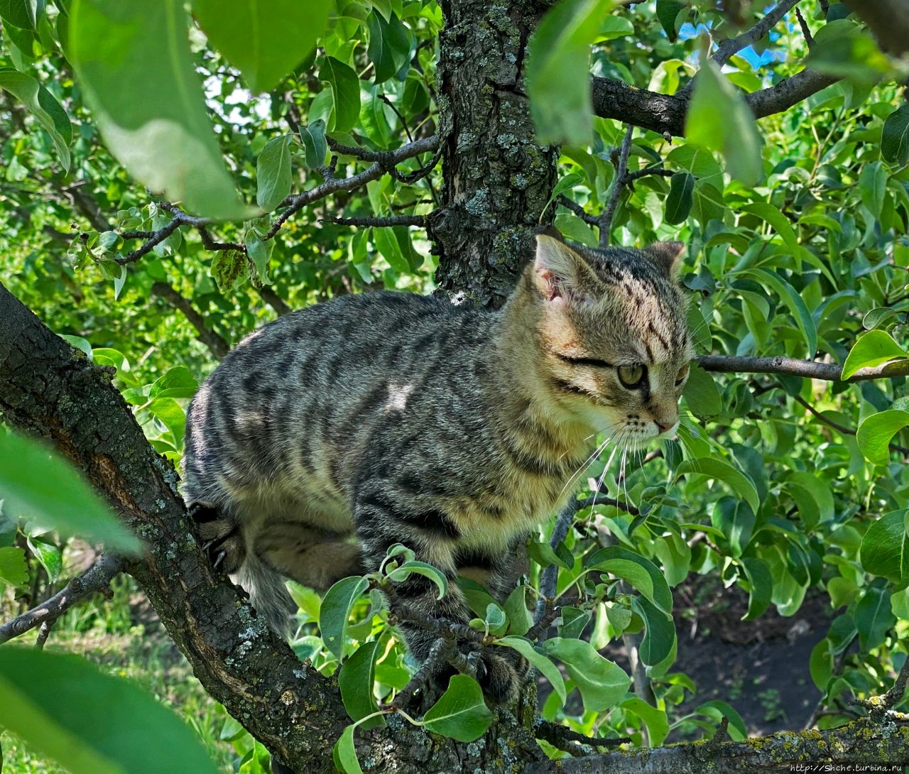 8 августа — Всемирный день кошек (World Cat Day) Рогань, Украина