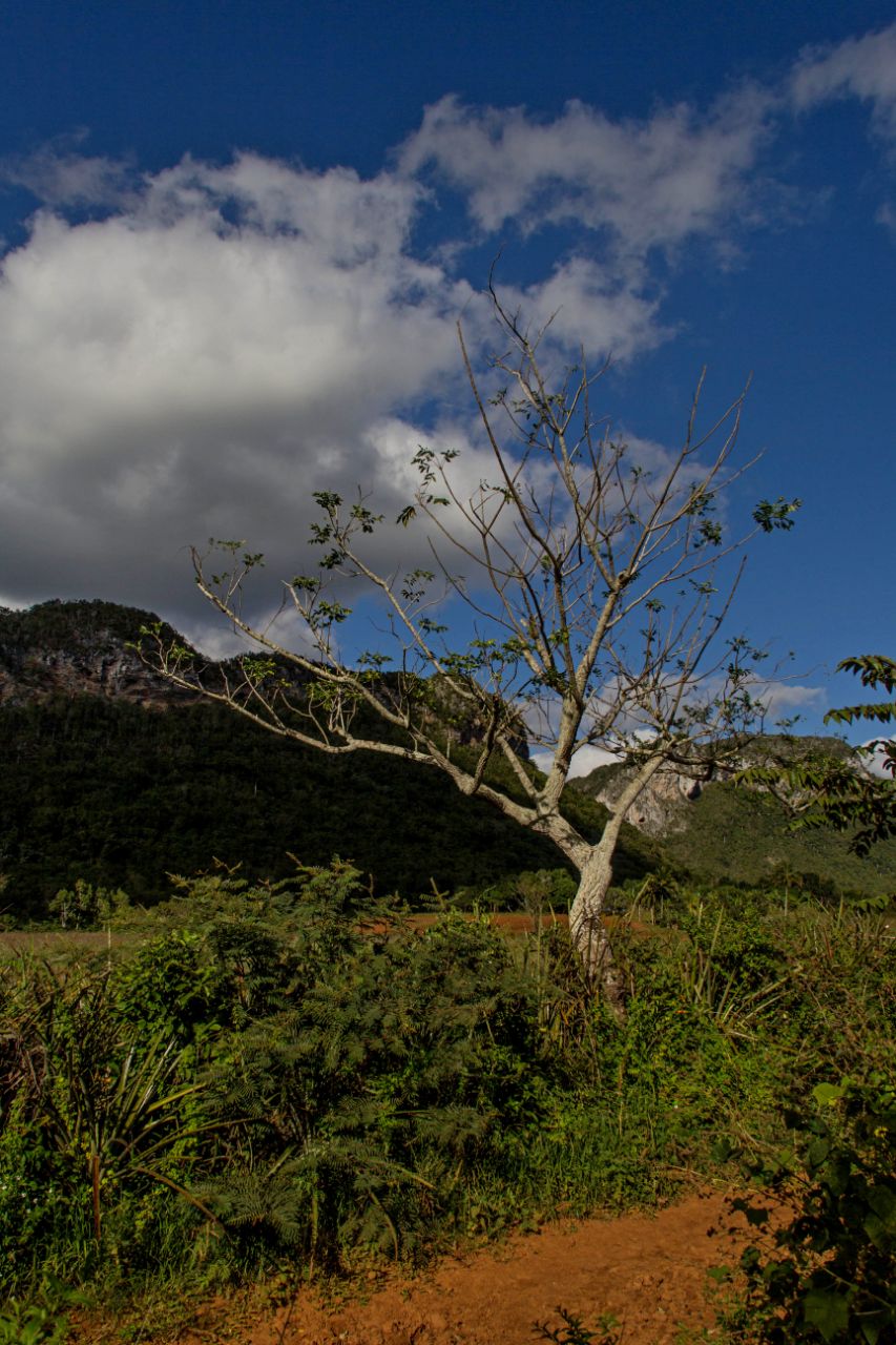 Долина Виньялес Долина Виньялес Национальный Парк, Куба