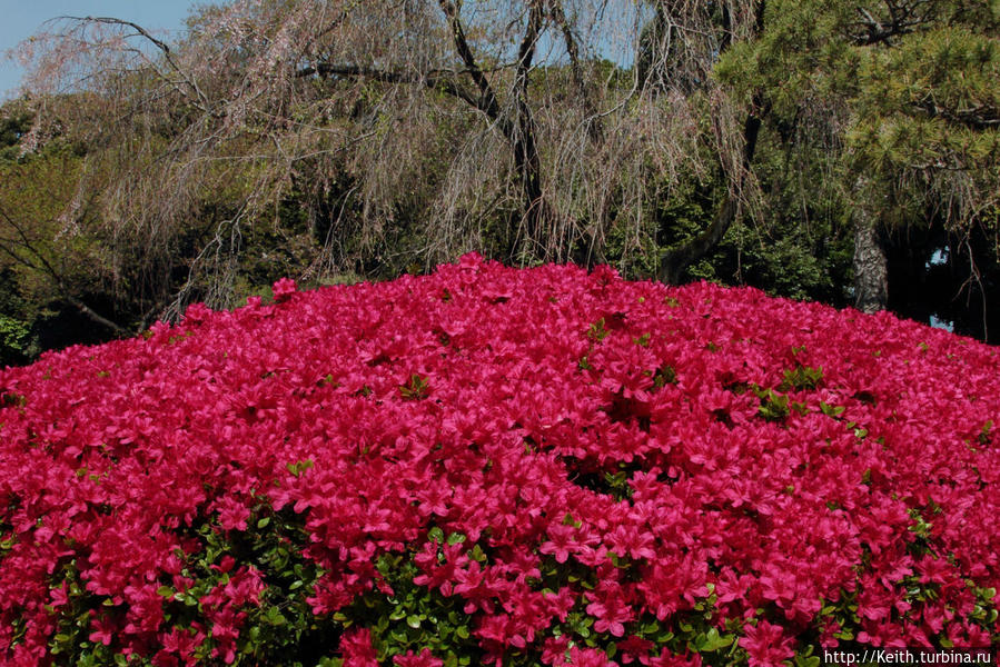 Shinjuku gyoen. Азалии Токио, Япония