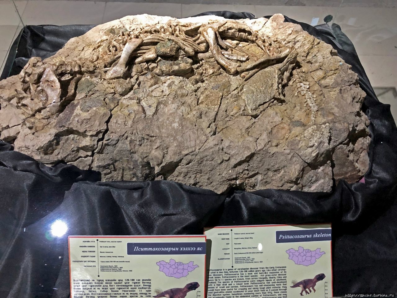 Центральный музей монгольских динозавров Улан-Батор, Монголия